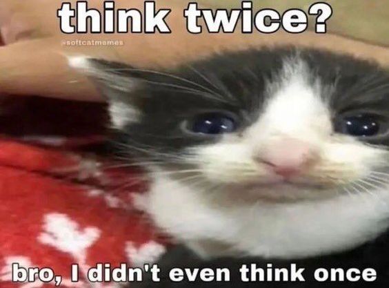 cat meme question mark cat meme question mark