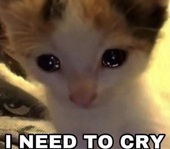 cat meme question cat meme question