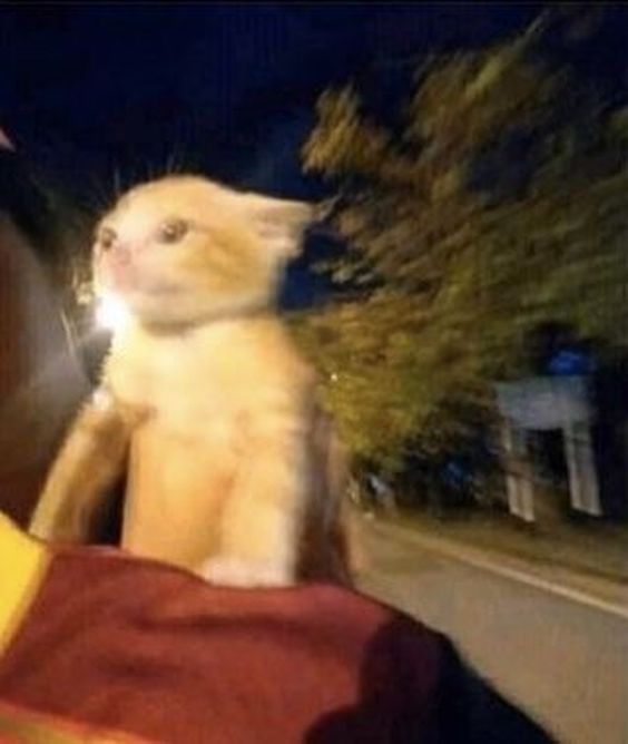 cat meme quiz cat meme quiz