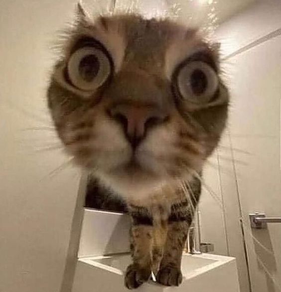 cat meme ugh cat meme ugh