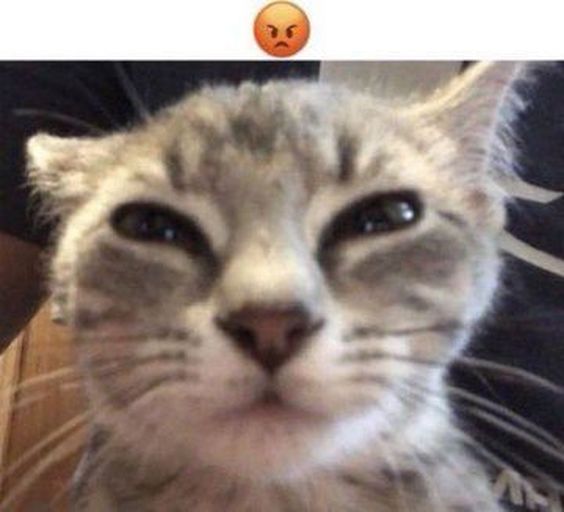 cat meme uh cat meme uh