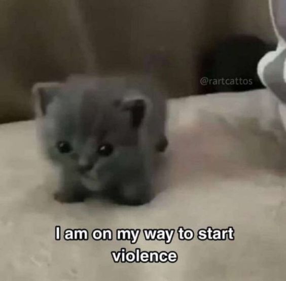 cat meme ultrasound cat meme ultrasound