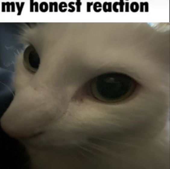 cat meme un poco loco cat meme un poco loco