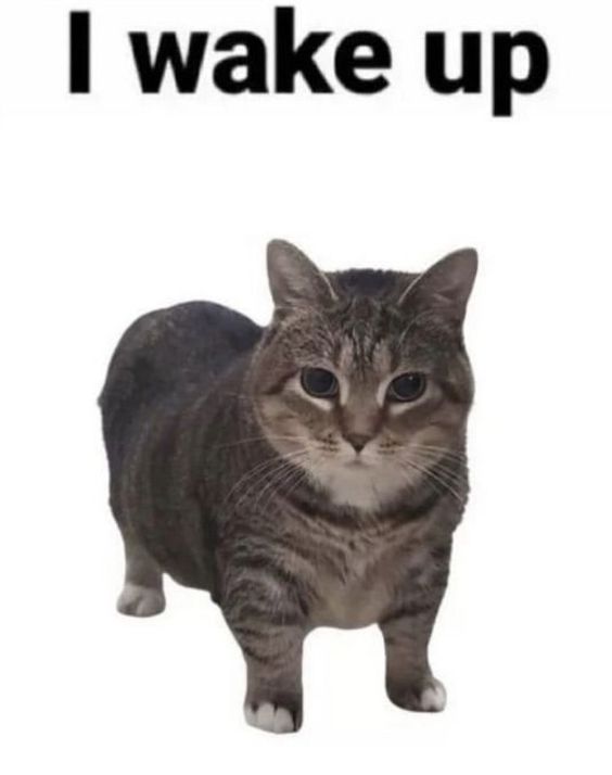 cat meme up close cat meme up close