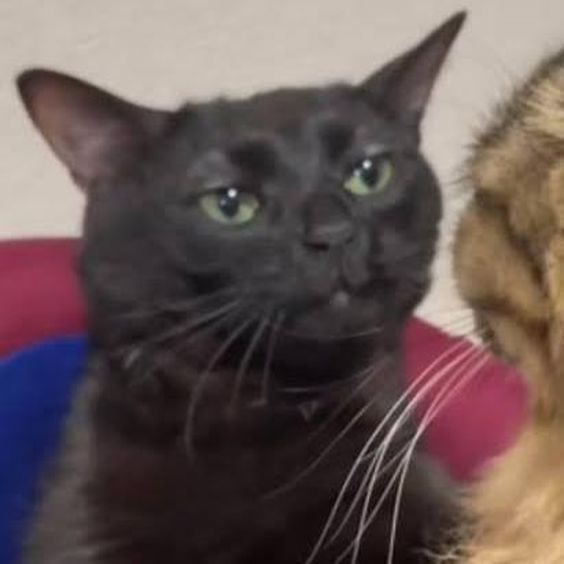 cat meme zoom background cat meme zoom background