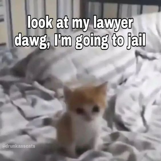 cat meme zoom meeting