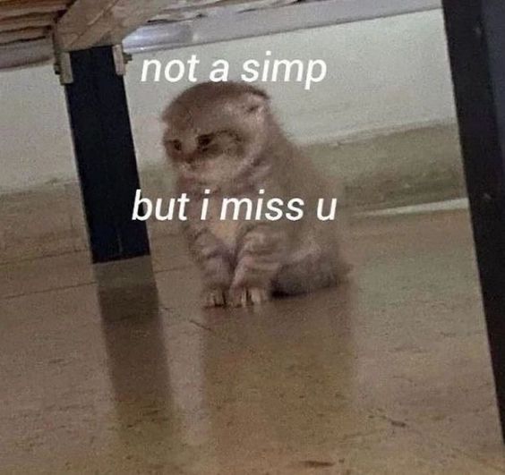 cat memes about love