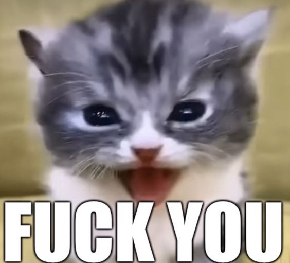 cat memes angry