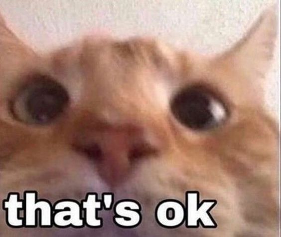 cat memes birthday cat memes birthday