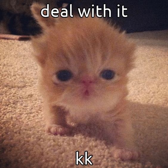 cat memes bored panda cat memes bored panda