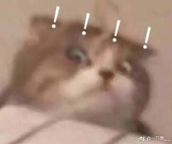 cat memes box cat memes box