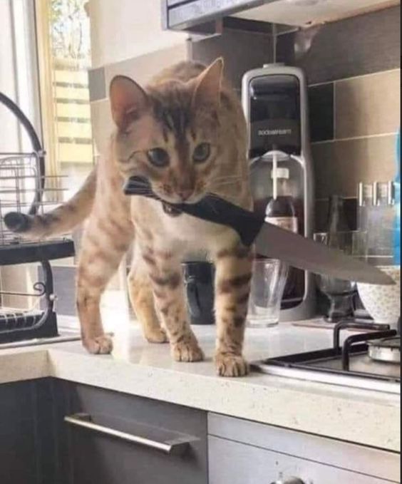 cat memes chipi chipi cat memes chipi chipi