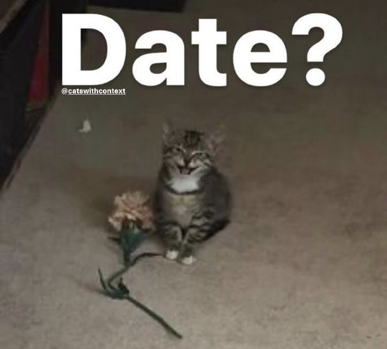 cat memes christmas tree cat memes christmas tree