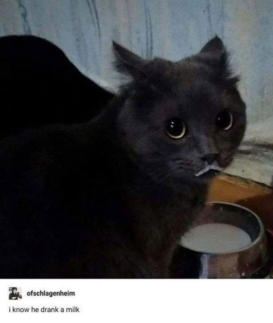 cat memes christmas cat memes christmas