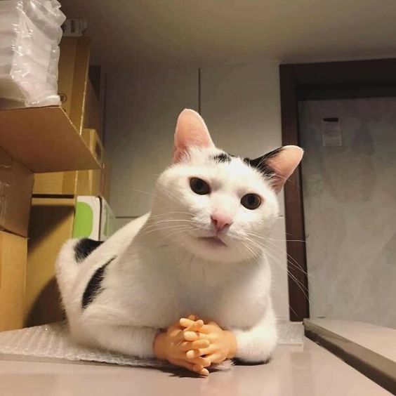 cat memes clean funny cat memes clean funny