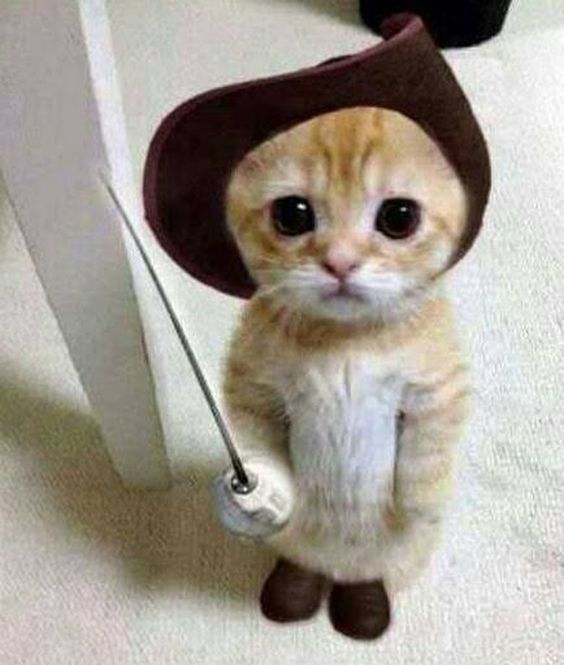 cat memes clean cat memes clean