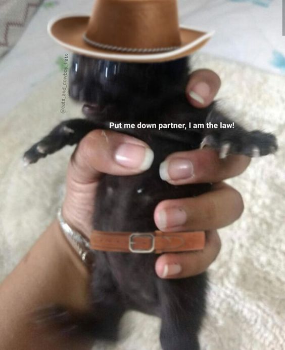 cat memes crying cat memes crying