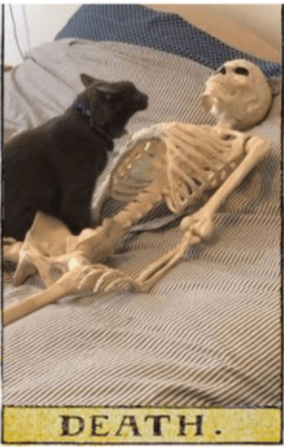 cat memes dancing cat memes dancing