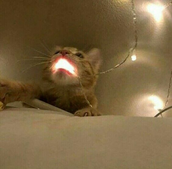 cat memes december 2023 cat memes december 2023