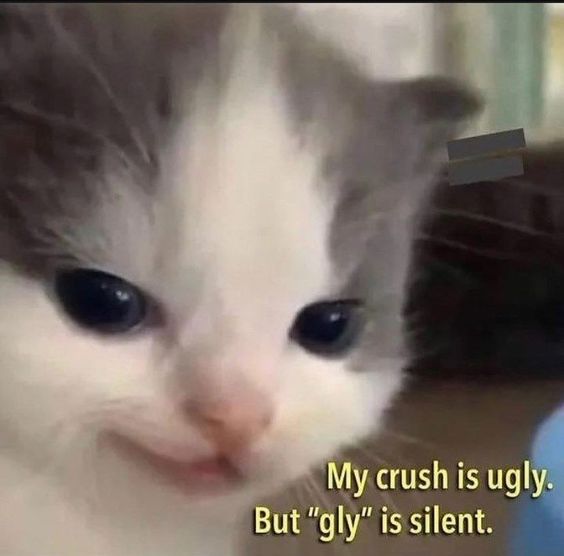 cat memes discord cat memes discord