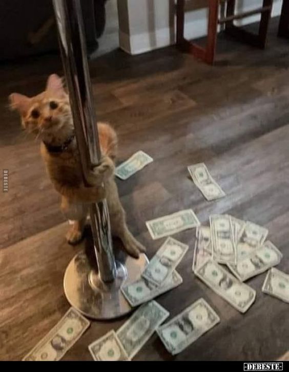 cat memes driving cat memes driving