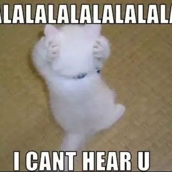 cat memes gen z cat memes gen z