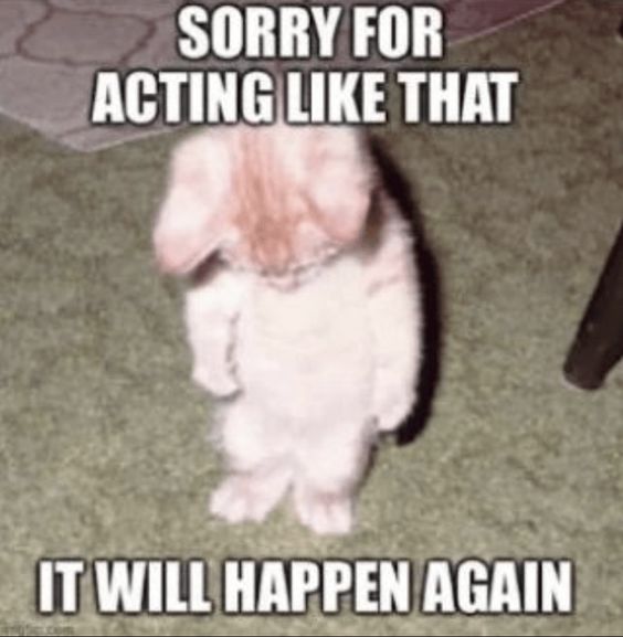 cat memes gif cat memes gif