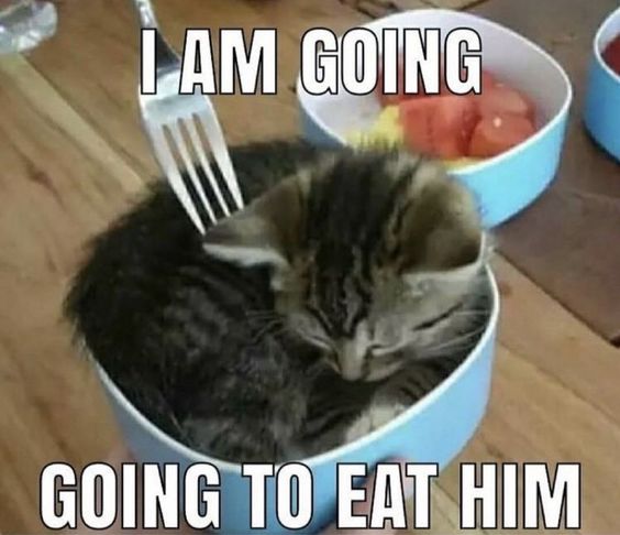 cat memes goofy cat memes goofy