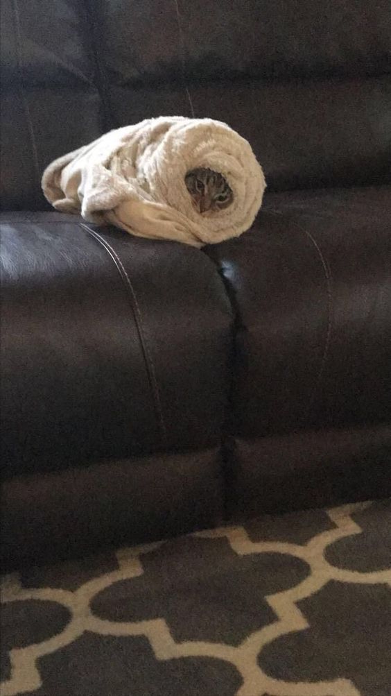 cat memes green screen cat memes green screen