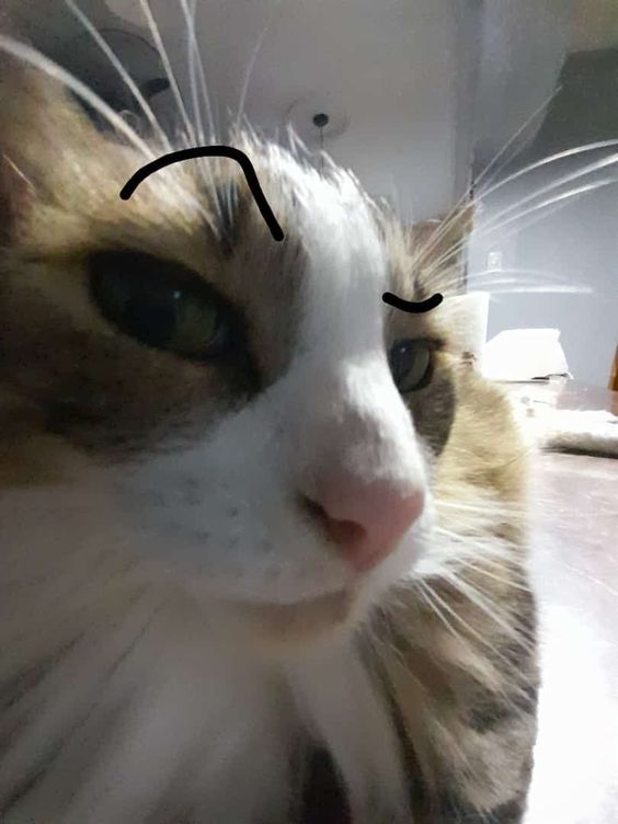 cat memes ifunny cat memes ifunny