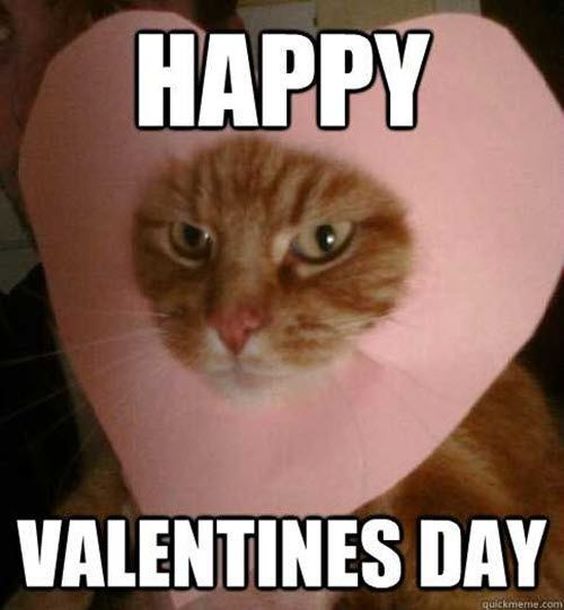cat memes images cat memes images