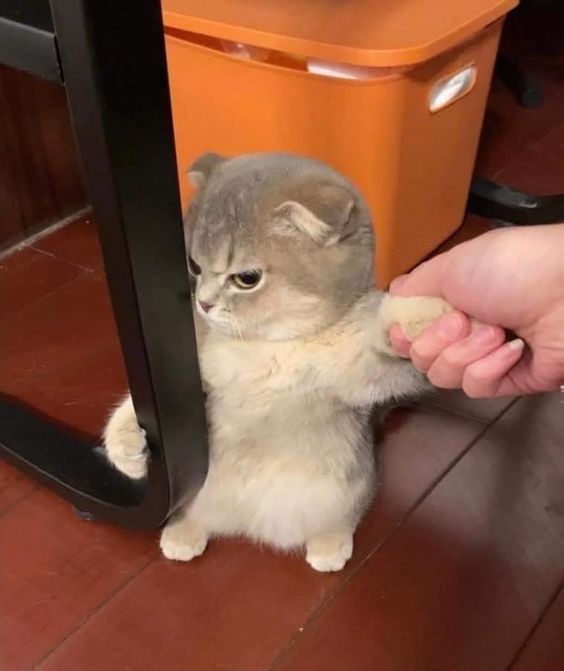 cat memes in love cat memes in love