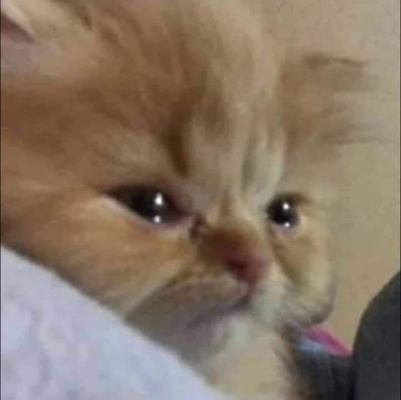 cat memes in spanish cat memes in spanish