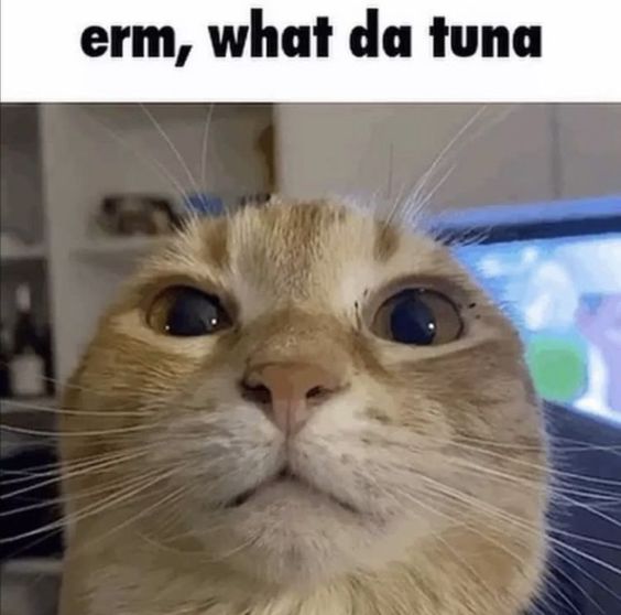 cat memes jail cat memes jail