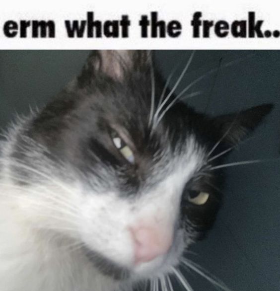 cat memes jokes cat memes jokes