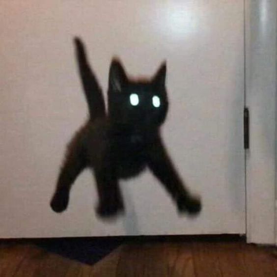 cat memes karen cat memes karen