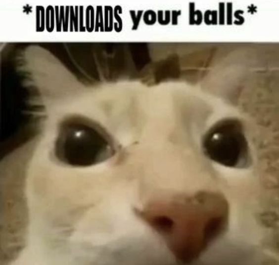 cat memes kawaii cat memes kawaii