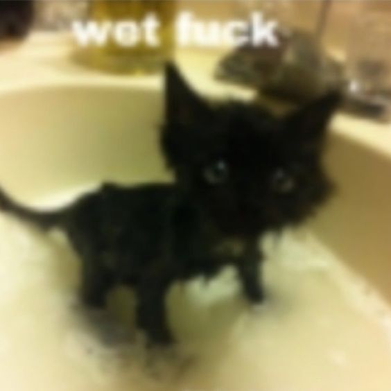 cat memes recent cat memes recent