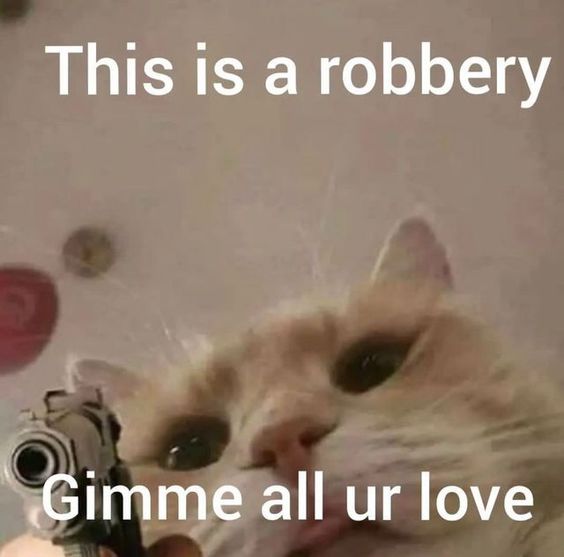 cat memes reels cat memes reels