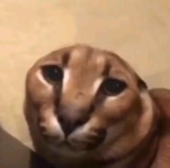 cat memes shorts cat memes shorts