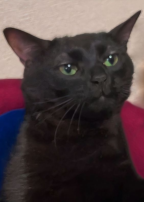 cat memes song cat memes song