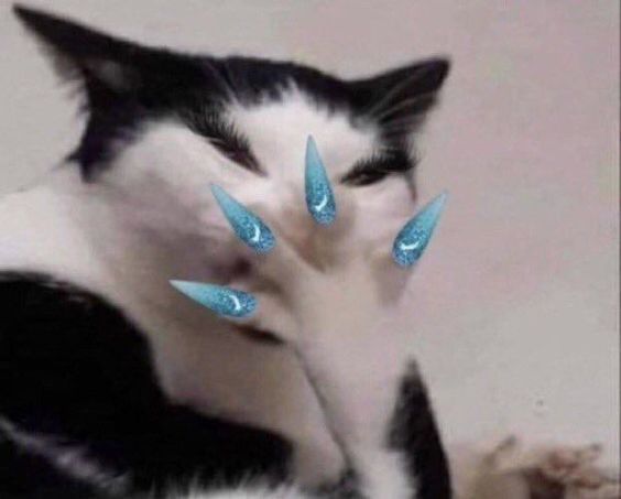 cat memes that are actually funny