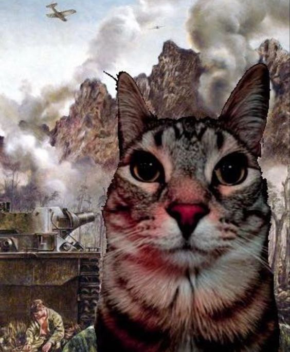 cat memes to cheer someone up