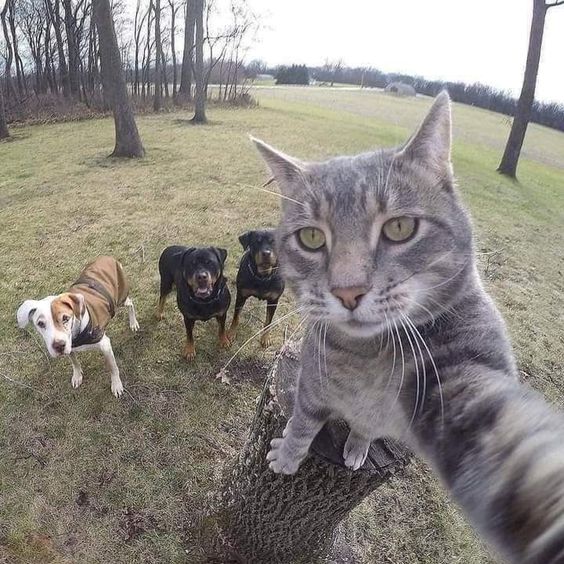 cat memes to cheer you up