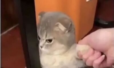 cheezburger cat memes