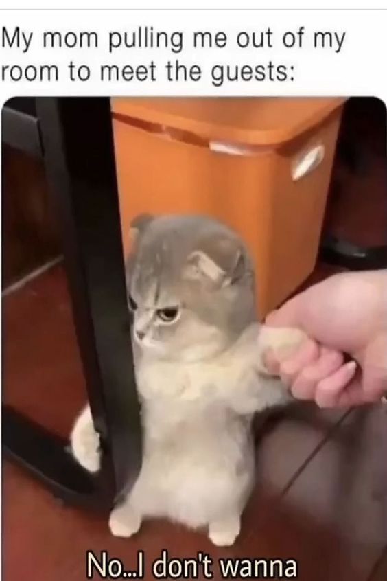 cheezburger cat memes