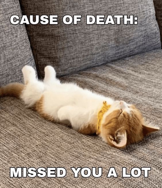 encouraging cat memes 1