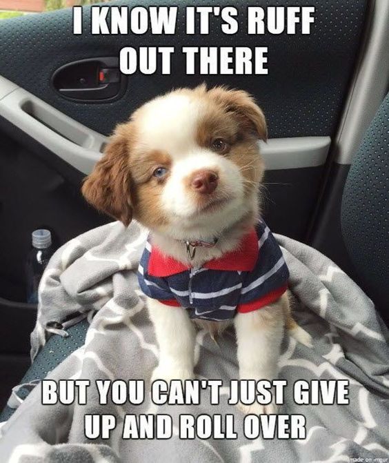 encouraging kitten meme encouraging kitten meme