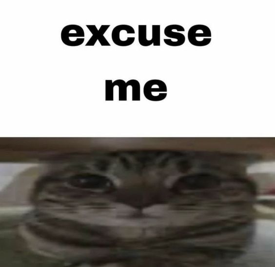 epic cat memes