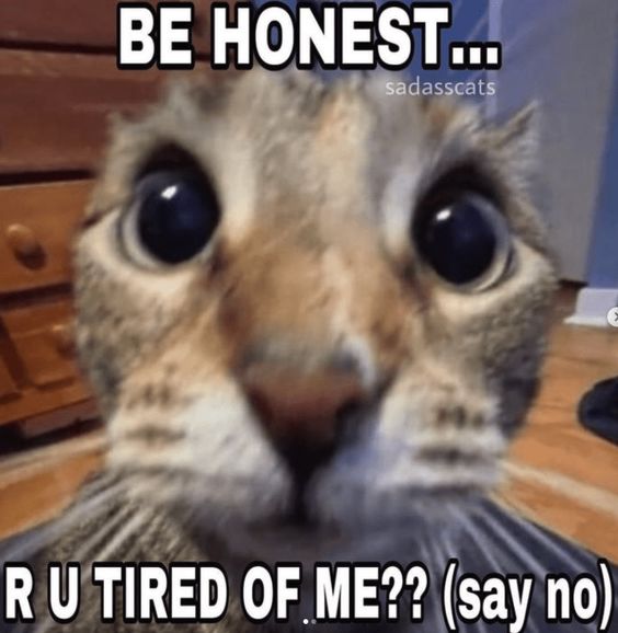 funny cat xmas memes